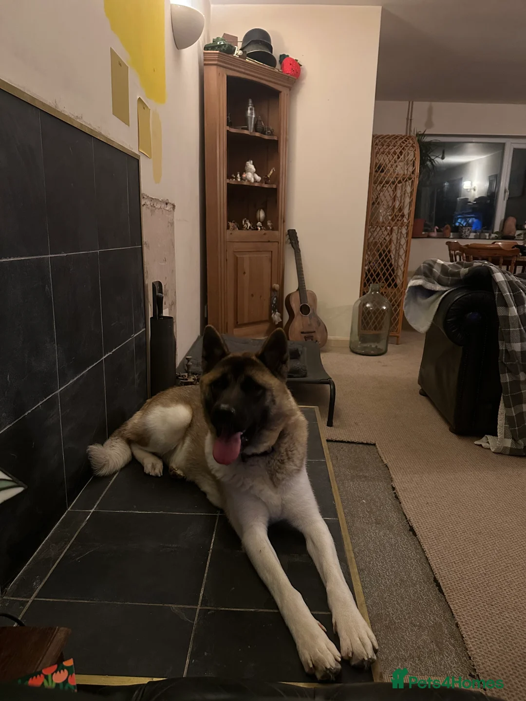 Akita dogs for sale: Akita 14 months old  - Advert 3