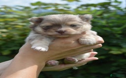 Pomsky dogs for sale: Merle Genuine Toy Size  Pomsky Puppies - Image 31