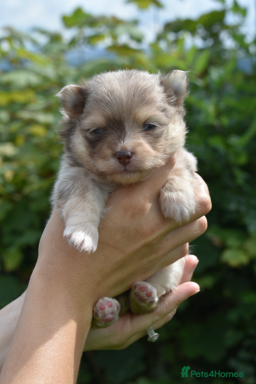 Pomsky dogs for sale: Merle Genuine Toy Size  Pomsky Puppies - Image 31