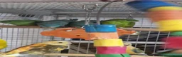 Parrots birds for sale: AMAZON/PARROTS/PARAKEETS!  - Advert 21
