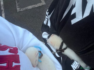 Ferret rodents - Advert 9