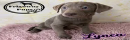 Labrador Retriever dogs for sale: 🩶 Stunning Silver Labrador Puppies 🩶 - Advert 11