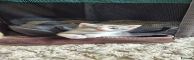 Mixed Breed Kitten 6