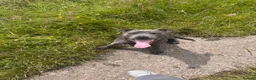 Staffordshire Bull Terrier dogs for sale: Male boy blue Staffordshire bull terrier  in Manchester - Advert 2