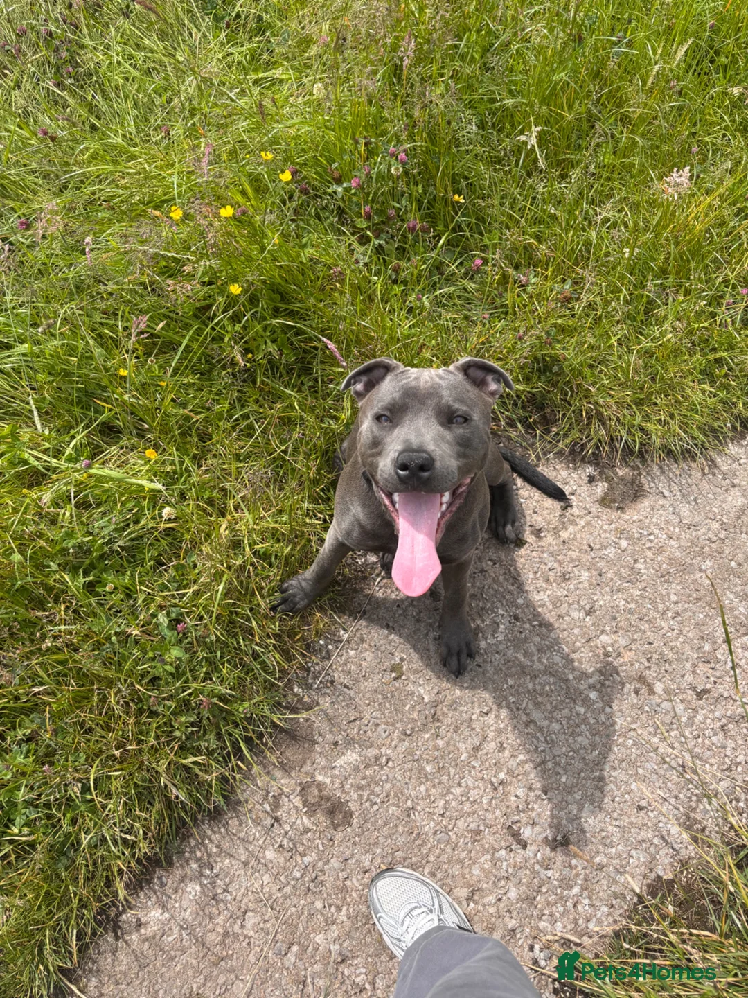 Staffordshire Bull Terrier dogs for sale: Male boy blue Staffordshire bull terrier  in Manchester - Advert 2