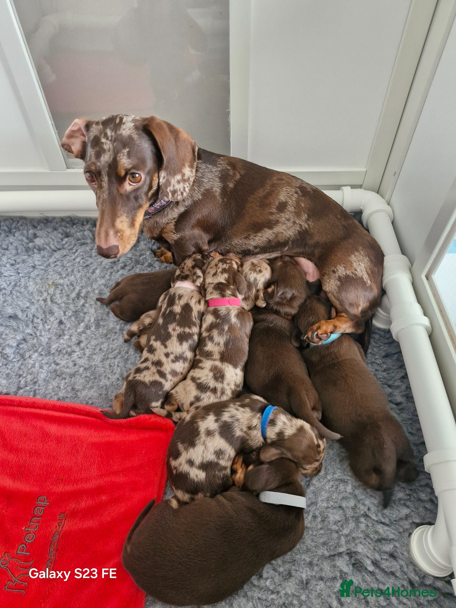 Miniature Dachshund dogs Gorgeous KC registered Miniature Dachshunds - Advert 1