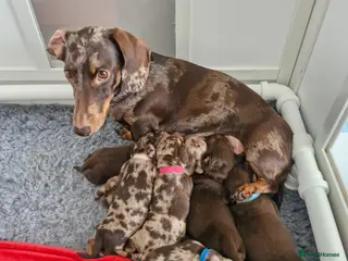 Miniature Dachshund dogs Gorgeous KC registered Miniature Dachshunds - Advert 3