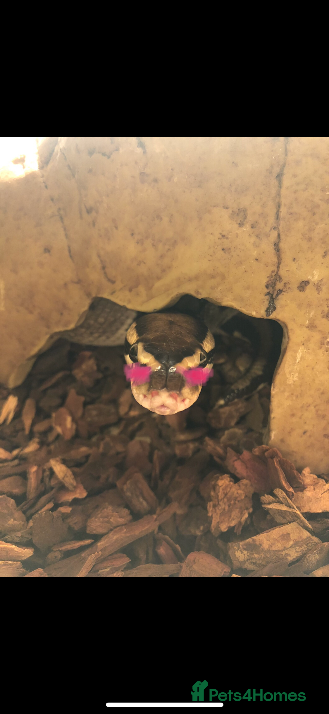 Python Snake reptiles Ball Python + Full Setup Included  - Advert 1