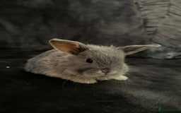 Mini Lop rabbits for sale: Mini Lops & Mini Lion Lops. Separate litters - Image 9