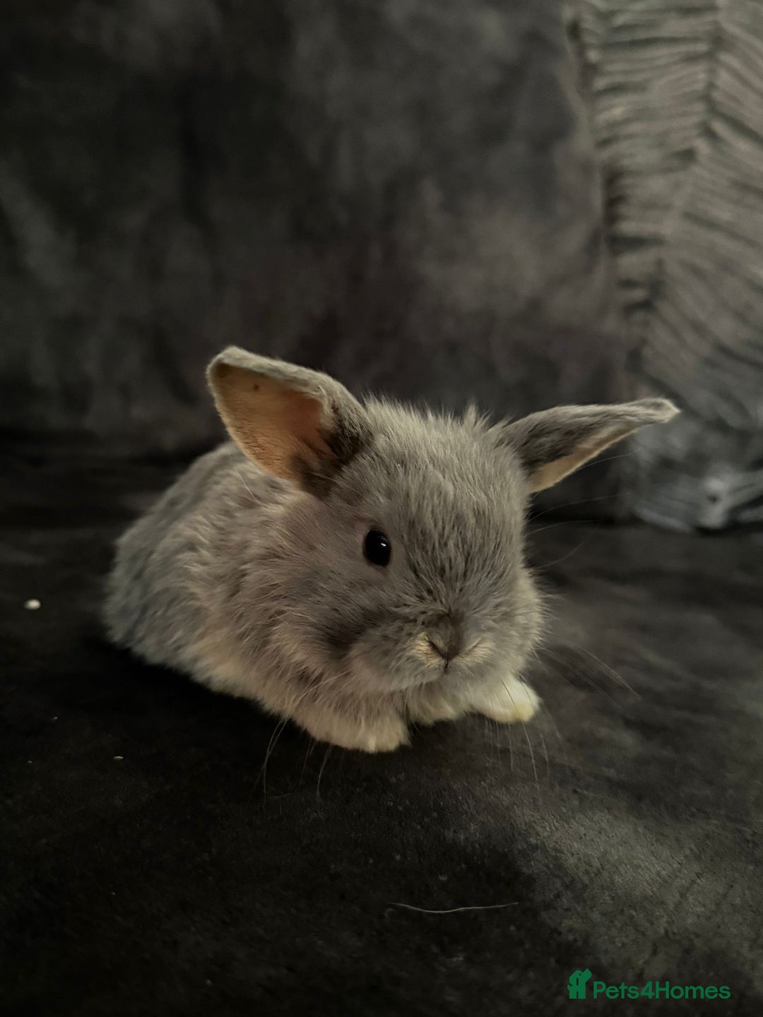 Mini Lop rabbits for sale: Mini Lops & Mini Lion Lops. Separate litters - Image 9