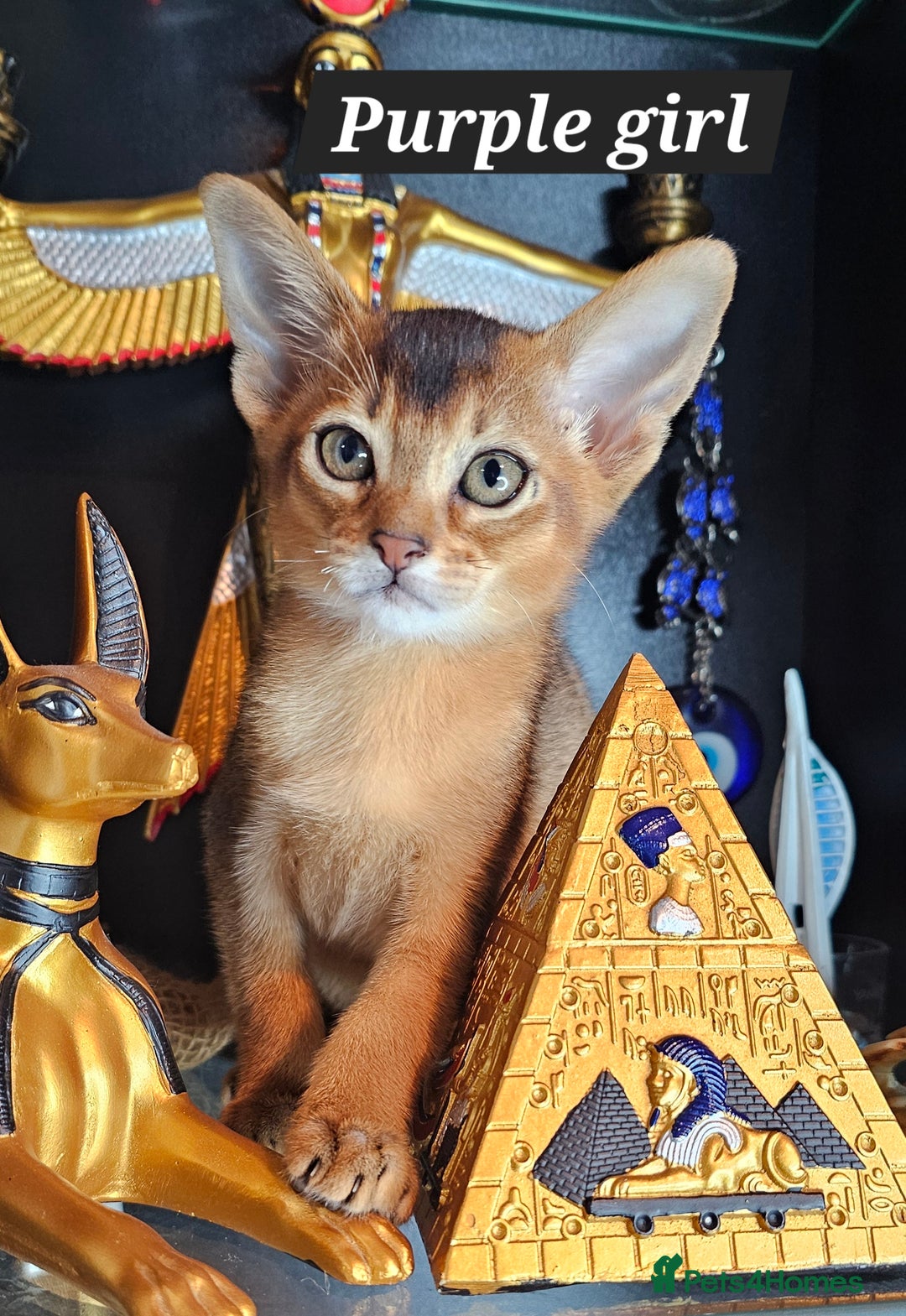 Abyssinian cats for sale: 4 Abyssinian kittens for sale - Advert 1