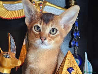 Abyssinian cats 4 Abyssinian kittens for sale - Advert 1