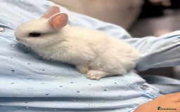 Netherland Dwarf rabbits for sale: Netherland Dwarf Bunnies - Image 2