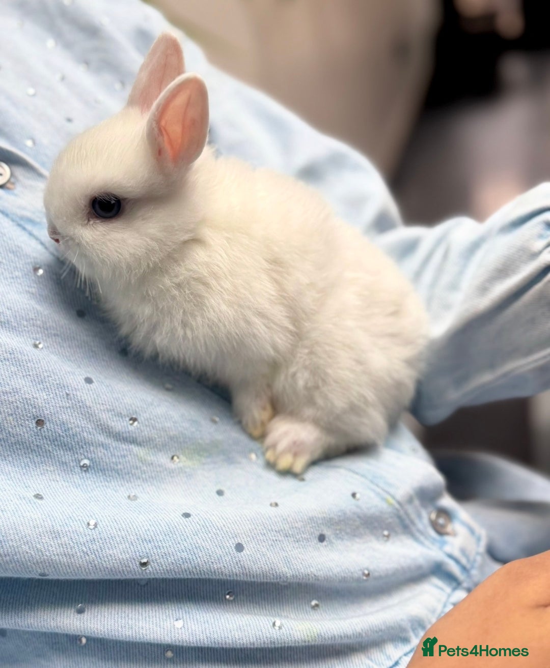 Netherland Dwarf rabbits for sale: Netherland Dwarf Bunnies - Image 2