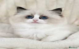 Ragdoll cats for sale: Exquisite Seal Bicolour Ragdoll Boys dolly face - Image 13
