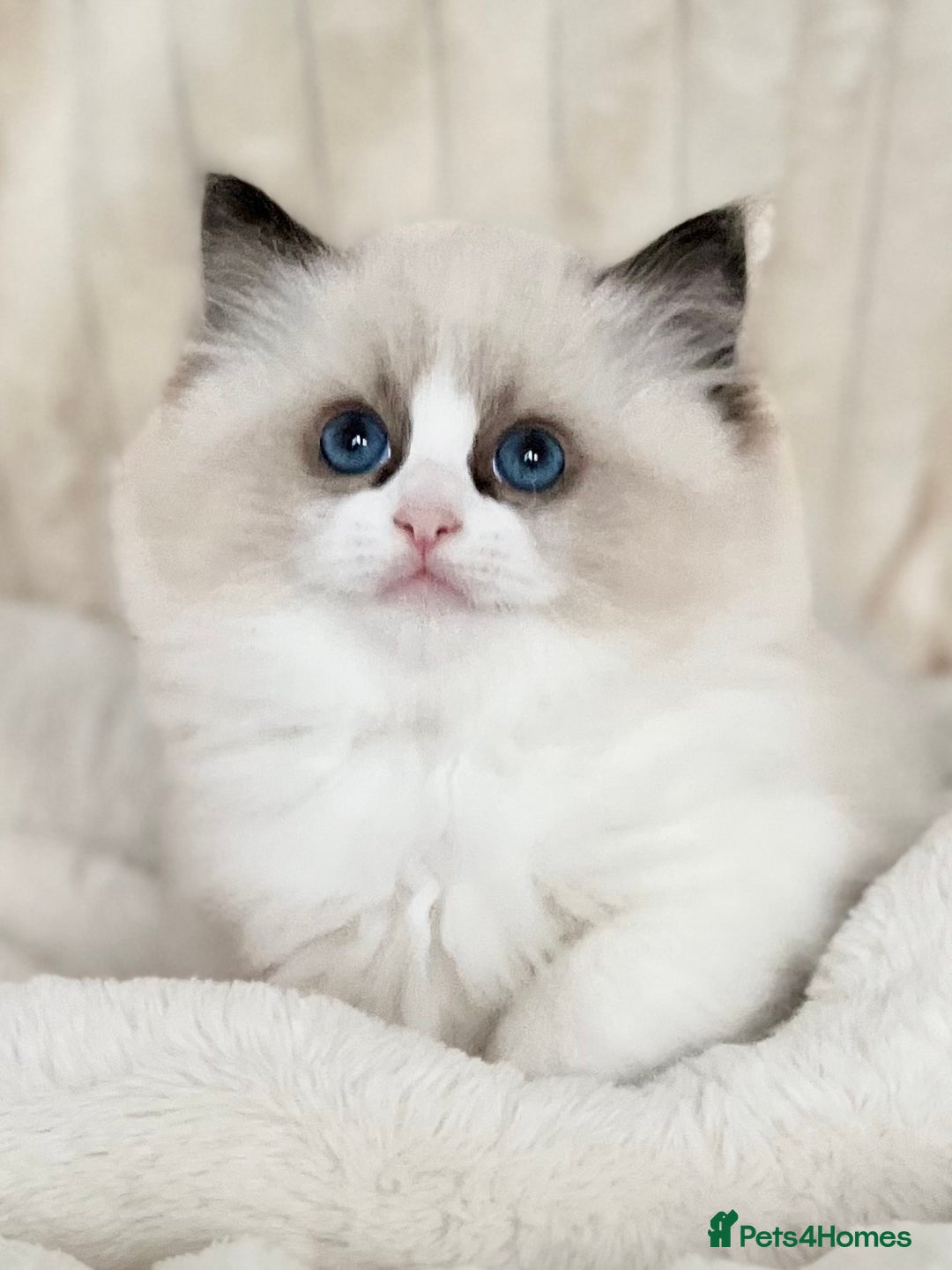 Ragdoll cats for sale: Exquisite Seal Bicolour Ragdoll Boys dolly face - Image 13