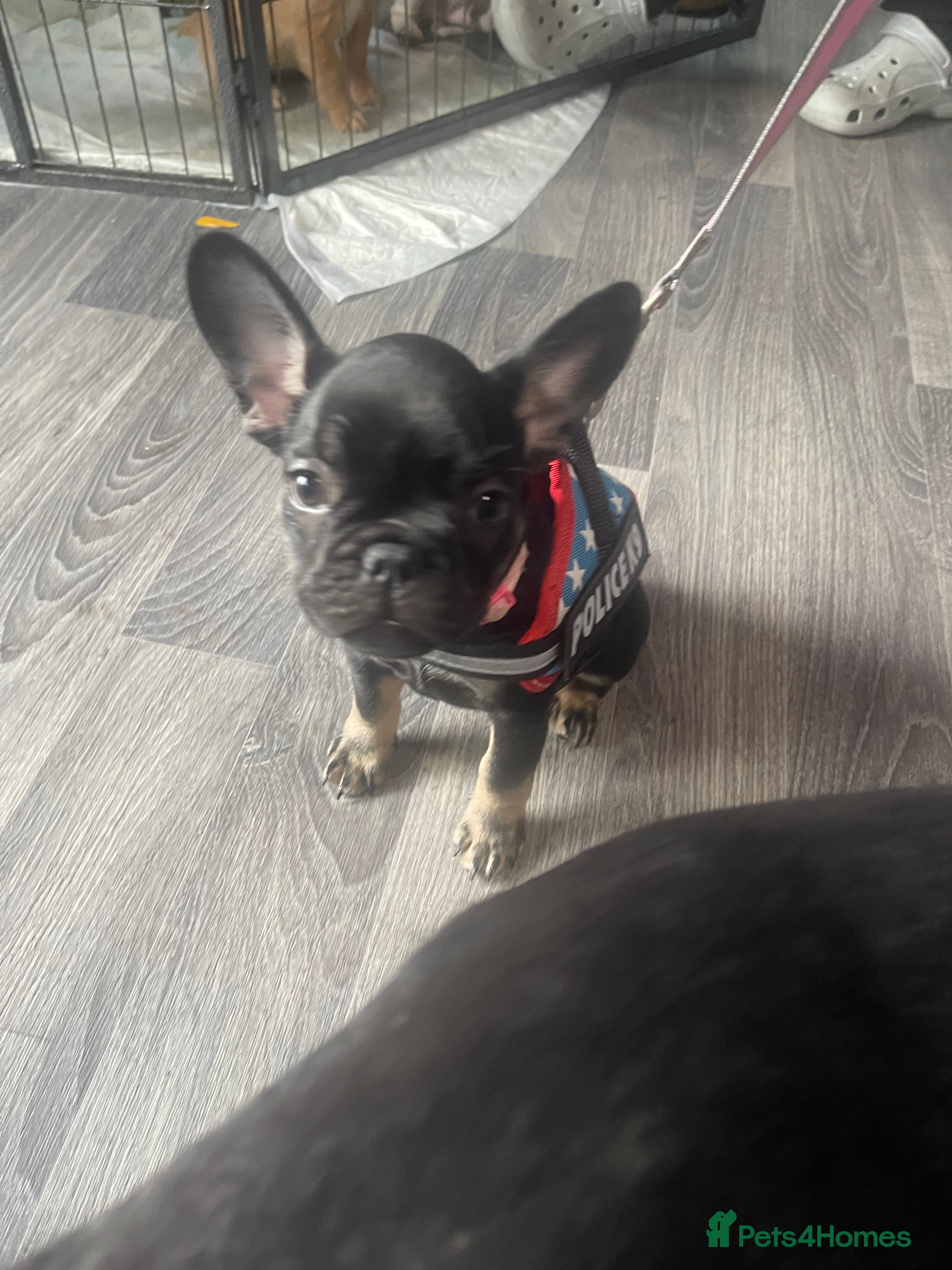 French Bulldog dogs KC REG AND FULL PEDIGREE FRENCH BULLDOGS - Advert 2