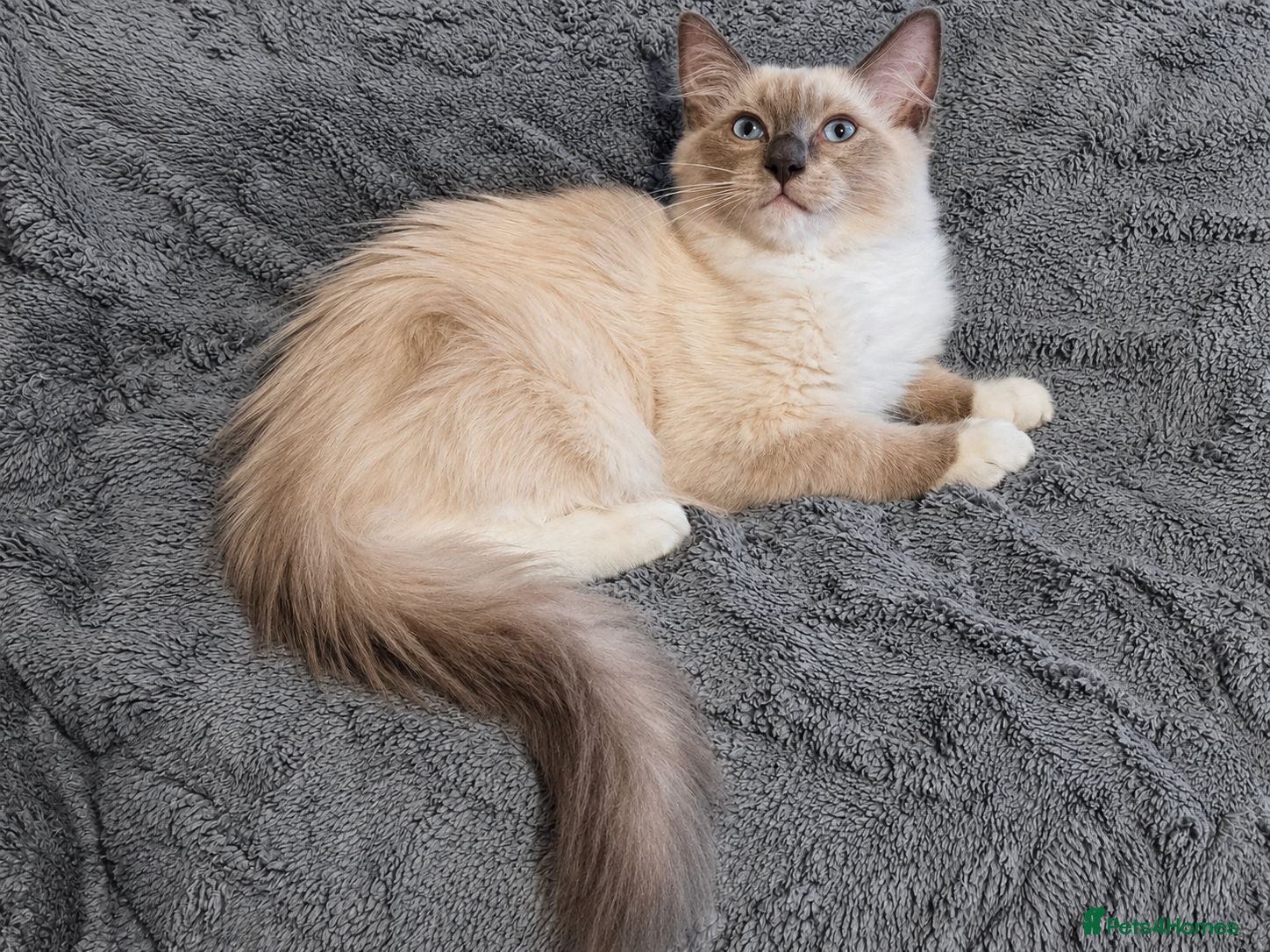 Ragdoll cats Reduced Ragdoll Kittens  - Advert 4