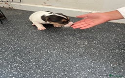 Jack Russell dogs for sale: 2 puppies for sales - Image 4