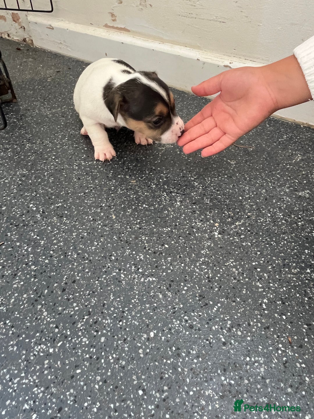 Jack Russell dogs for sale: 2 puppies for sales - Image 4