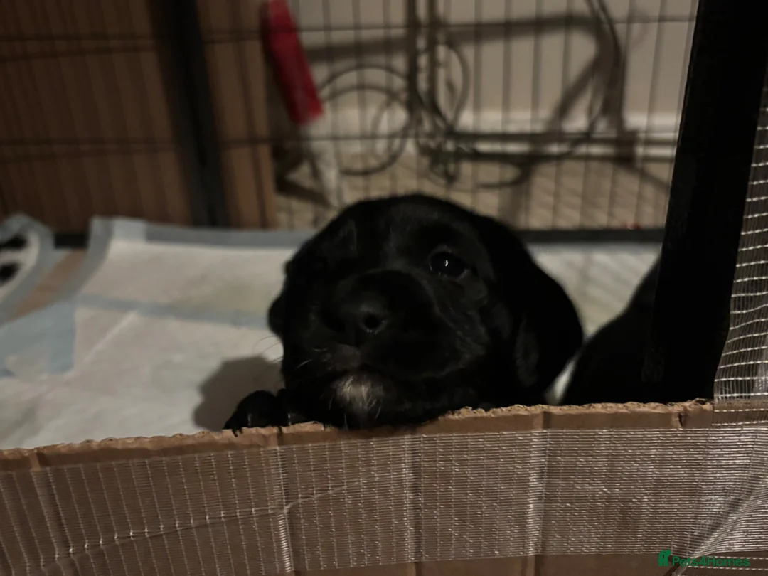 Mixed Breed dogs for sale: Working Line Springador pups! - Advert 2