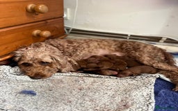 Cockapoo dogs for sale: Gorgeous F1b fox red cockapoo puppies  - Image 3