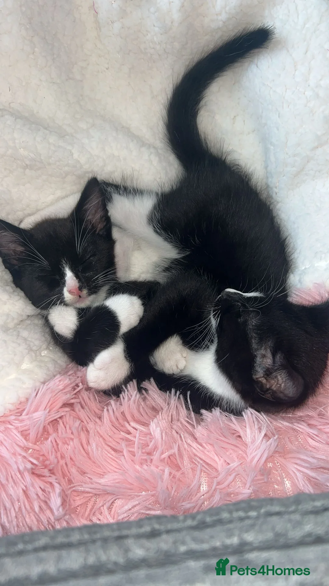Mixed Breed cats for sale: 2 precious boy kittens  - Advert 4