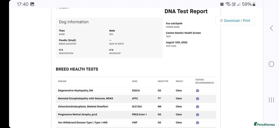 Toy Poodle dogs for stud: toy poodle short notice DNA clear PRA in Nottingham - Advert 17