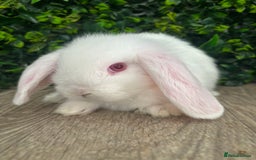 Mini Lop rabbits for sale: BEAUTIFUL BABY MINI LOP BUNNIES  - Image 5