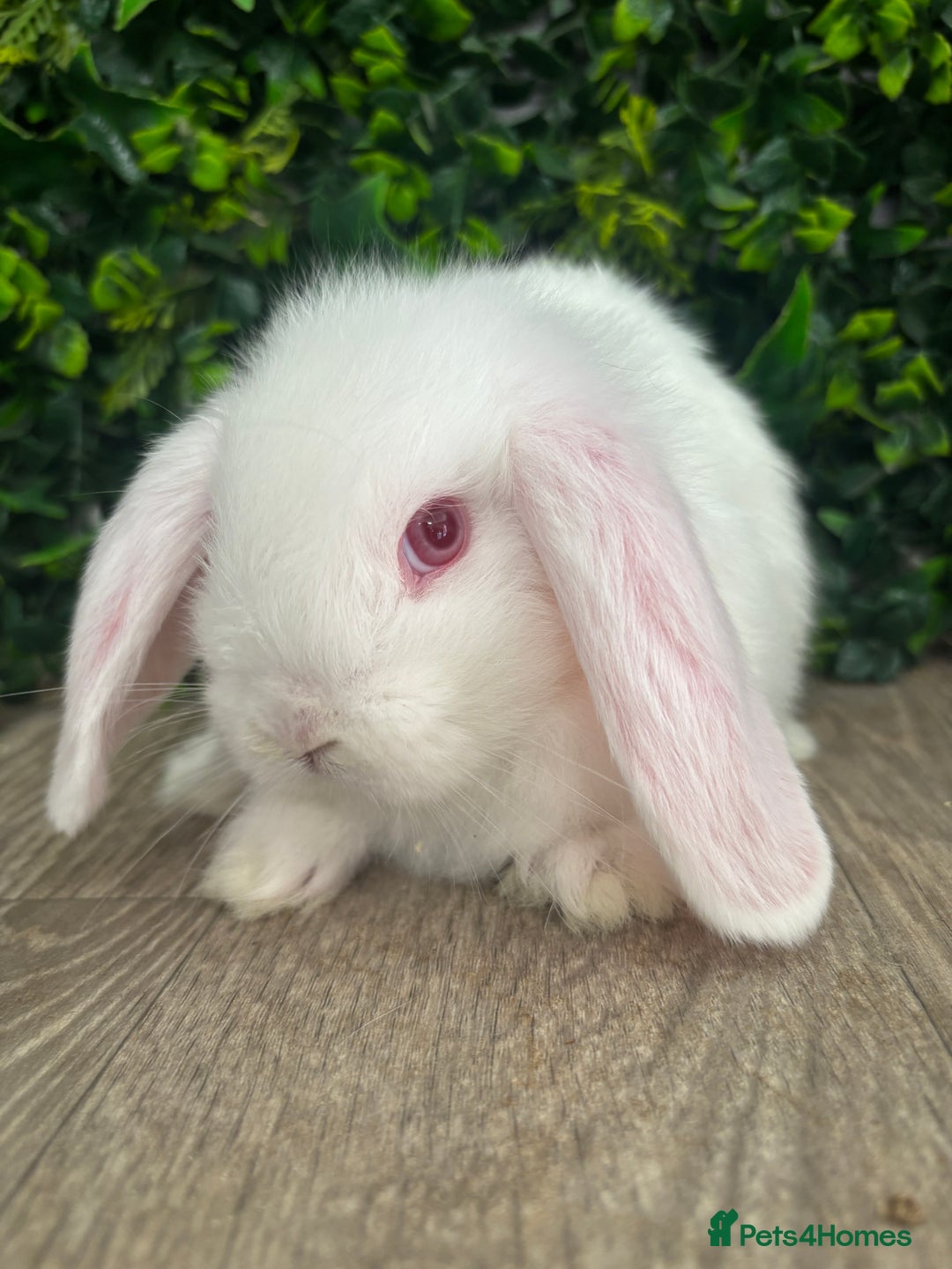 Mini Lop rabbits for sale: BEAUTIFUL BABY MINI LOP BUNNIES  - Image 5