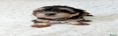 Yorkshire Terrier 2