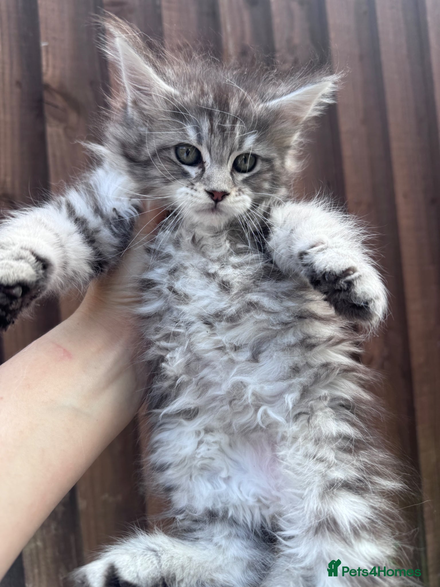 Maine Coon cats Maine Coon purebred kittens available  - Advert 5