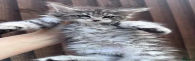 Maine Coon Kitten 1 
