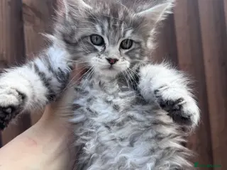 Maine Coon cats Maine Coon purebred kittens available - Advert 5
