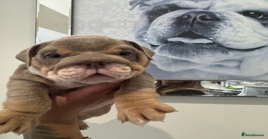English Bulldog dogs - Advert 5