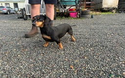 Dachshund dogs for sale: Fiona is looking for a new home! - Image 1