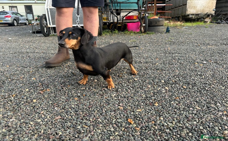 Dachshund dogs - Advert 8