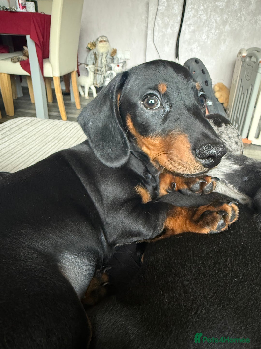 Dachshund dogs for sale: dachshund puppies LAST puppy left  - Advert 20