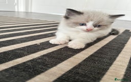Ragdoll cats for sale: 🎀 RARE CHAMP BLOODLINE BI HIGH WHITE RAGDOLLS 🎀 - Image 20