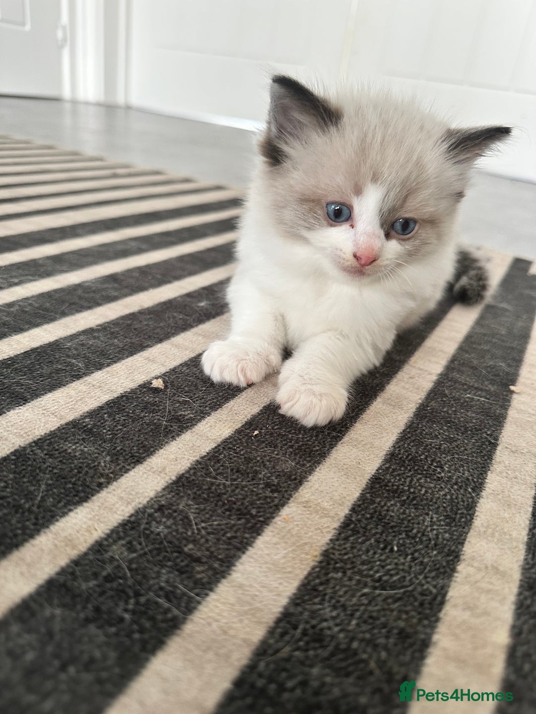 Ragdoll cats for sale: 🎀 RARE CHAMP BLOODLINE BI HIGH WHITE RAGDOLLS 🎀 - Image 20
