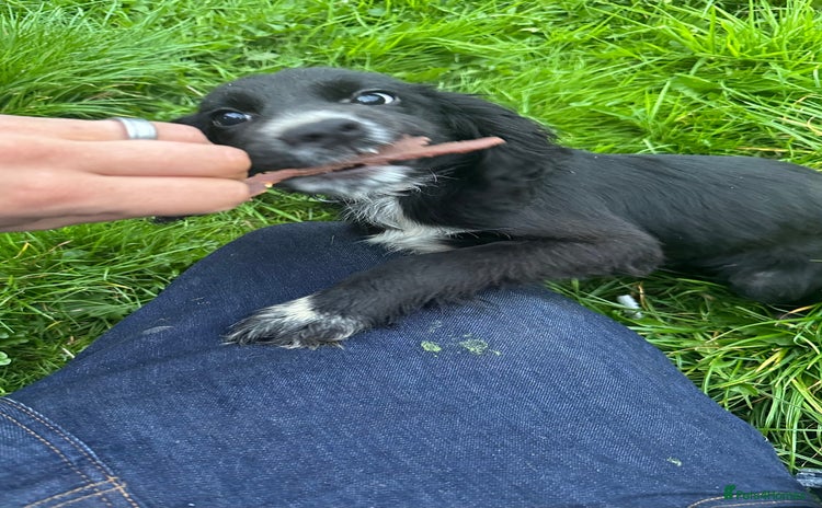 Sprocker dogs for sale - Advert 1