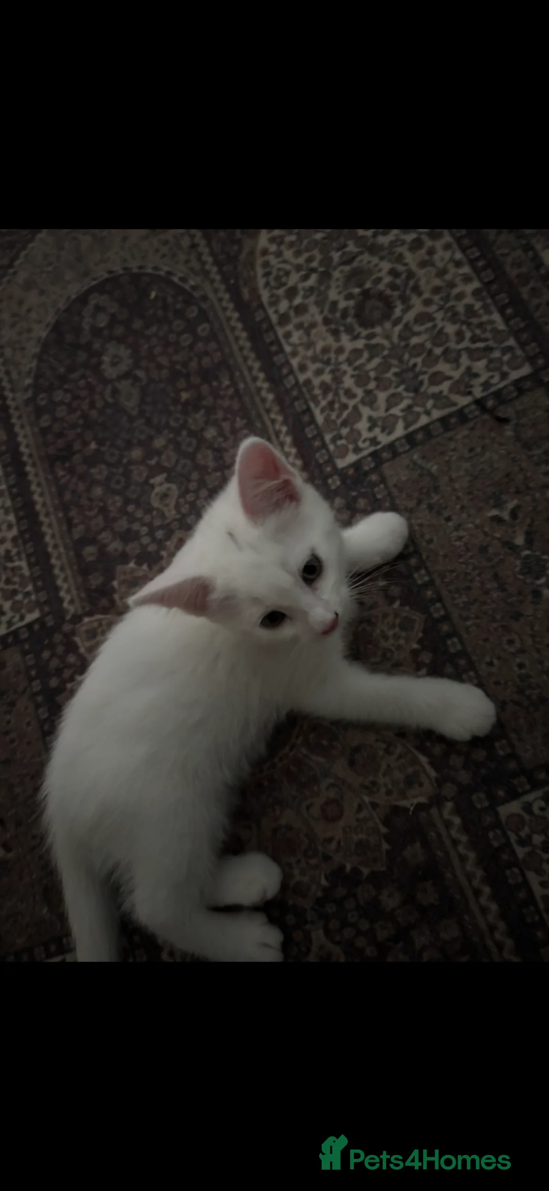 Mixed Breed cats for sale: 3 adorable kittens looking for home  in London - Advert 5