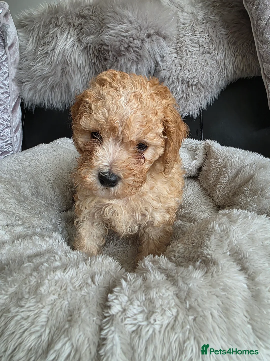 Cockapoo dogs for sale: Cream Cockapoo puppies - Advert 19