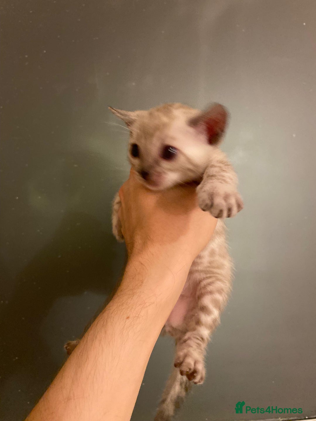 Bengal cats for sale: 🔥✨ Pedigree TICA-Registered Bengal Kittens - Image 17
