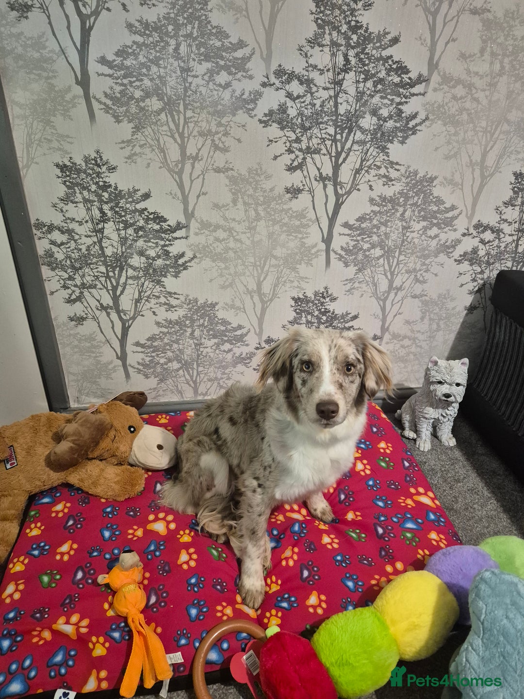 Mixed Breed dogs for sale: Lara  - Advert 1