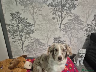 Mixed Breed dogs Lara ** reserved ** - Advert 17