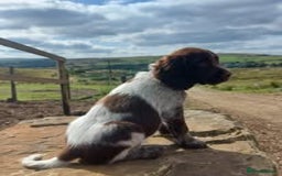 Mixed Breed dogs for sale: The Perfect Family Mid-Sized Pet - Sprocker X Rott - Image 18