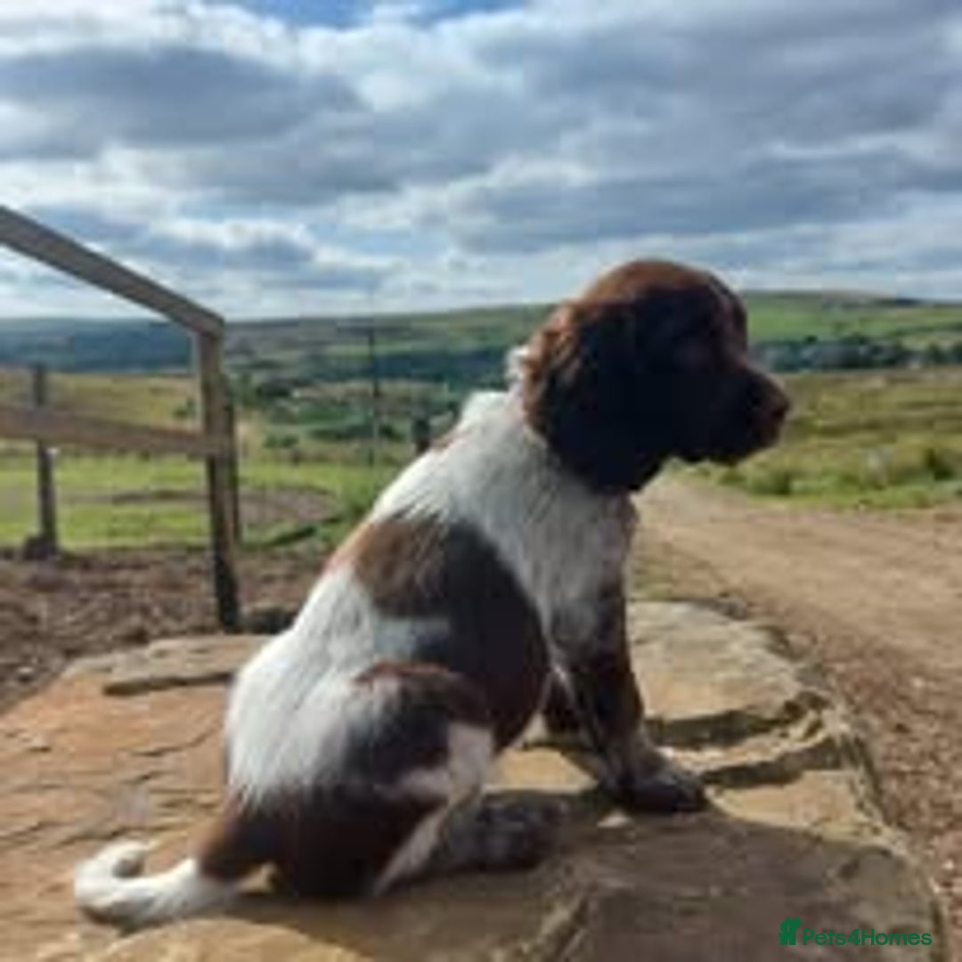 Mixed Breed dogs for sale: The Perfect Family Mid-Sized Pet - Sprocker X Rott - Image 18
