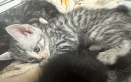 Mixed Breed cats for sale: 4 stunning kittens left  - Image 18