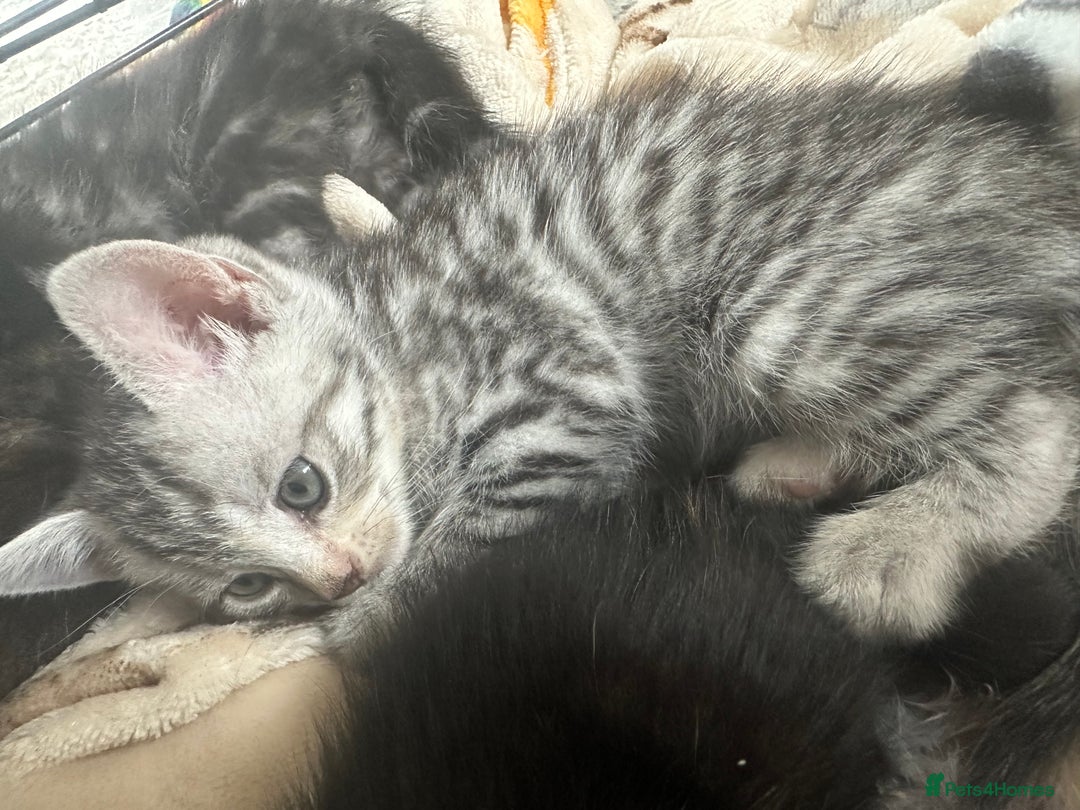 Mixed Breed cats for sale: 4 stunning kittens left  - Image 18